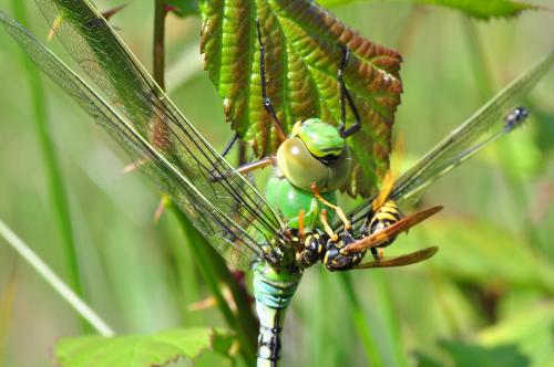 Anax imperator